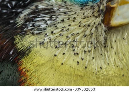 close-up of a curl crested aracaris toucan