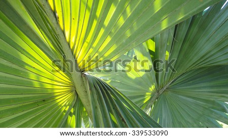 Palm leaf pattern  :Select focus with shallow depth of field:ideal for use as a background.