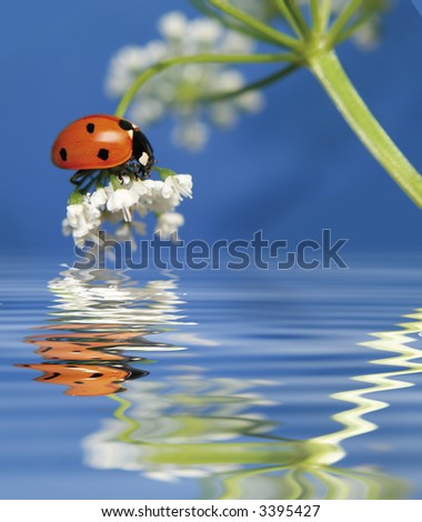 little sweet ladybug on a flower over water. More pictures of this cute beetle in my portfolio.