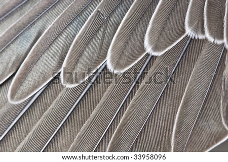 Feathers in a wing of the martin Royalty-Free Stock Photo #33958096