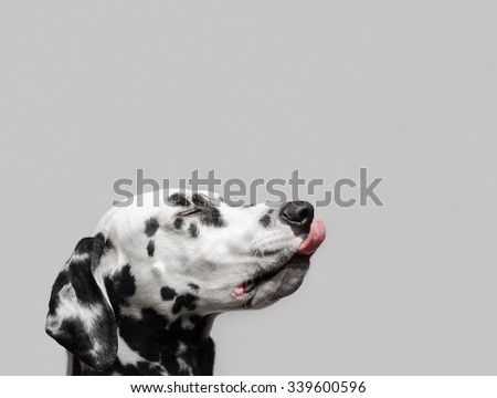 Dalmatian dog licks his lips with his eyes closed in pleasure dreamy eyes and thinks about food and goodies. With his tongue hanging out in a portrait in profile close-up.