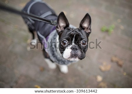 Boston Terrier equipped with warm jacket during a walk in autumn on a cold day