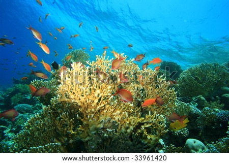 Corals and Fishes
