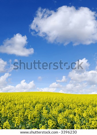 Landscape - Rape field and strongly polarized blue sky