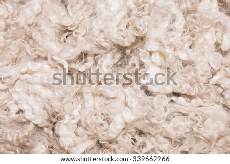 Pile of unprocessed high quality New Zealand merino wool Royalty-Free Stock Photo #339662966
