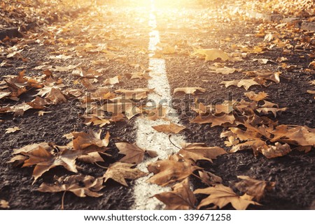Autumn leaves on the road. Toned photo.