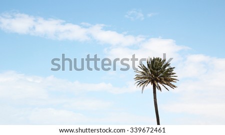 a palm tree in the resort