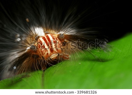 A Hairy Caterpillar On A Green Leaf