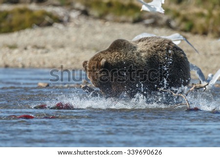 Brown bear chasing sockeye salmon at a river at Katmai Alaska