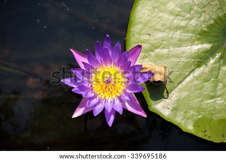 lotus flower on the lake