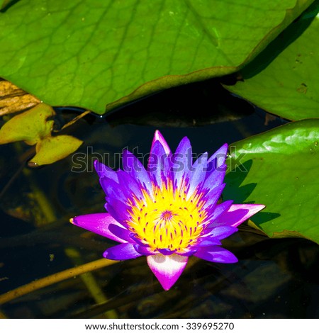 lotus flower on the lake