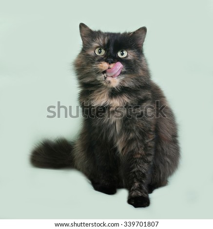 Tricolor cat sits on green background