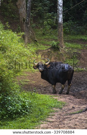 Bull looking male adult photographer.