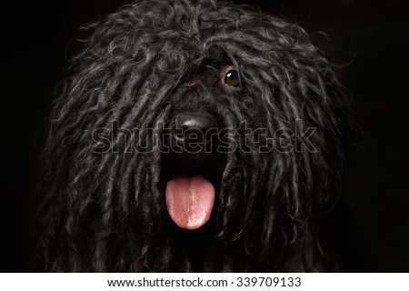 Close up Portrait of head Puli Dog isolated on Black