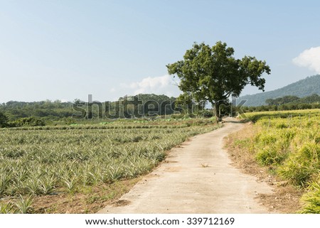 Rural scenery with road at countryside in Luye, Taitung, Taiwan, Asia.