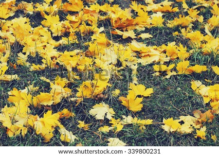 yellow autumn  maple leaves