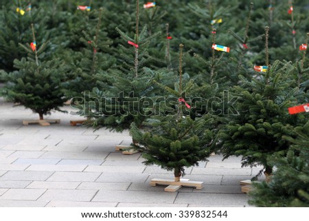 Many small beautiful fresh new year fir green trees standing empty selling for christmas celebrating, horizontal picture