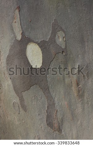 Close up of plane tree bark as a background  