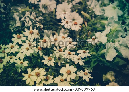 flowers with filter effect retro vintage style