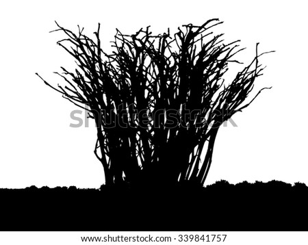 Tree - bush - bare branches - black silhouette - on white background - isolated vector