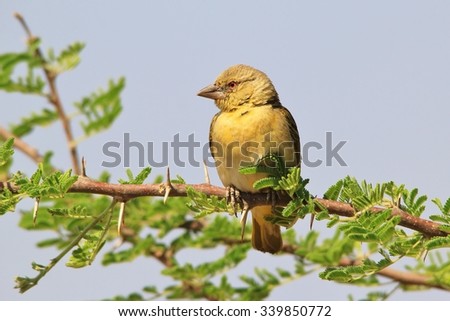 Southern Masked Weaver - African Wild Bird Background - Yellow Tones in Nature true