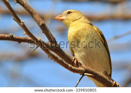 Southern Masked Weaver - African Wild Bird Background - Yellow Tones in Nature true