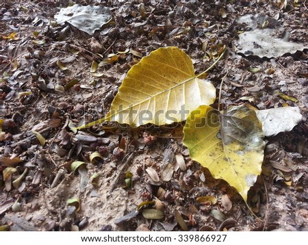 Dry Bod hi leaves on the ground