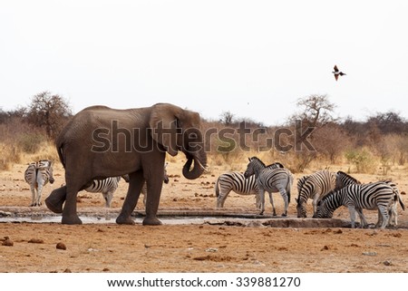 big frican elephants at a waterhole. Etosha national Park, Ombika, Kunene, Namibia. True wildlife photography