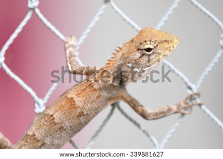 A chameleon climbing on net rope fence with pink background.