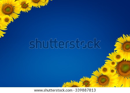 Field of sunflowers and blue background