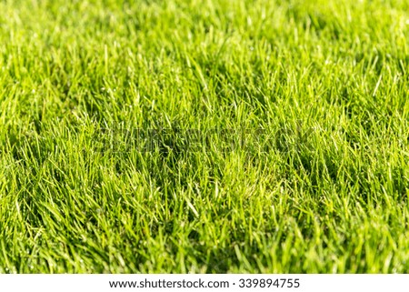 green grass yard / playground, background