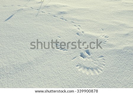  Trace of flied up magpie  bird on snow look as a portrait of smile of  ghost.


