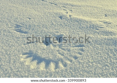  Trace of flied up magpie  bird on snow look as a portrait of smile of  ghost.



