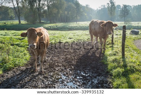 Two light brown cows at dawn standing in mud and curiously looking at the the photographer. It is early in the morning on a sunny summer day.