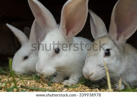 Young domestic rabbits are eating cereal grain in farm hutch