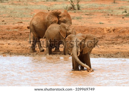 Elephant in lake. National park of Kenya, Africa
