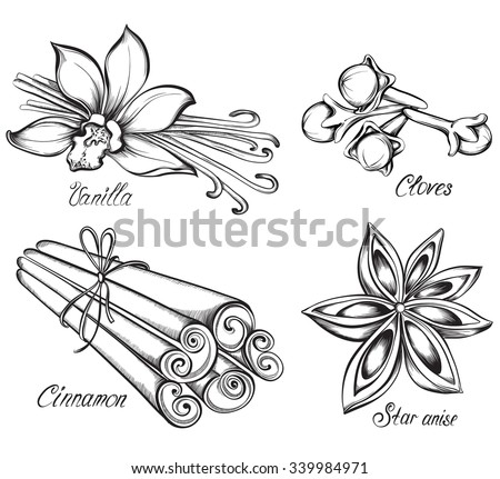 Set of kitchen spices. Vanilla, cinnamon, cloves, star anise. Hand drawn vector illustration.