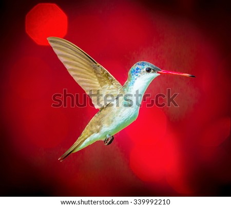 Violet Crowned Hummingbird flying against a red festive background giving of a festive atmosphere. This makes a very unusual Christmas card to any hummingbird or wild life enthusiast. Special card.