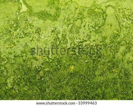 Background green texture rough grass