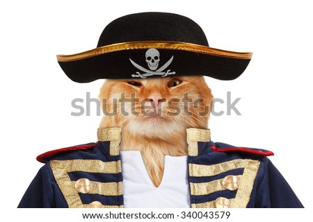 Funny cat dressing in caribbean pirate costume.