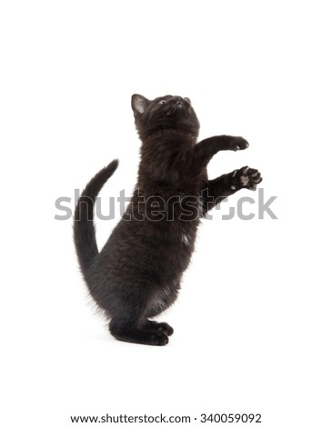 Cute black kitten jumping and playing isolated on white background