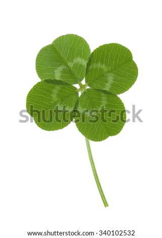 4-leaf clover on white background 
