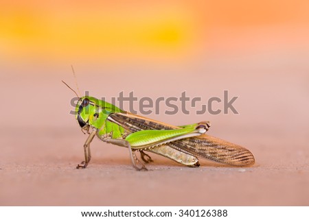 Green grasshopper standing and blurry background.