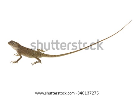Close up chameleon isolated on white background.