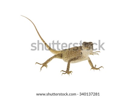 Close up chameleon isolated on white background.