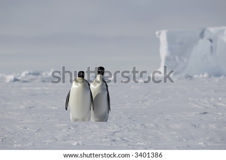 Two emperor penguins standing in a beautiful Antarctic pack ice scenery with a table iceberg in the background. Picture was taken near the tip of the Peninsula during a 3-month Antarctic expedition.
