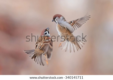 two sparrows in flight flying towards each other
 Royalty-Free Stock Photo #340145711