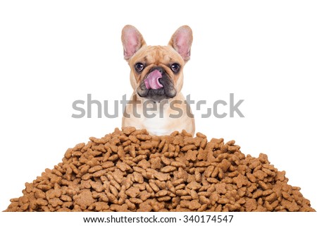 hungry french bulldog dog behind a big mound  of food , isolated on white background licking with tongue
 Royalty-Free Stock Photo #340174547