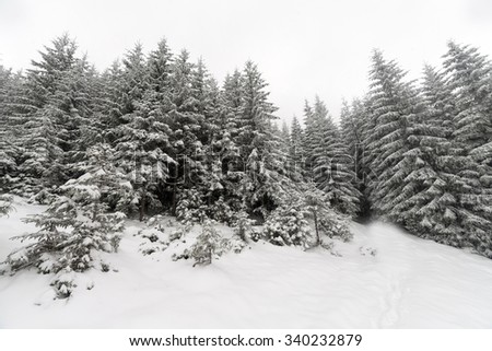 Spruce Tree foggy Forest Covered by Snow in Winter Landscape