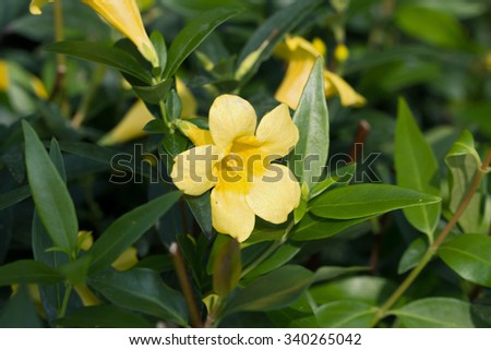 Yellow jessamine's yellow flower (Gelsemium sempervirens) Royalty-Free Stock Photo #340265042